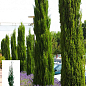 Кипарис вічнозелений 3-х річний «Stricta» С3, висота 40-60см