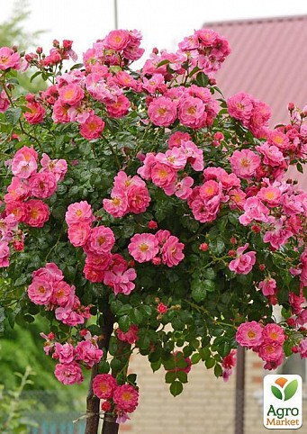 Роза штамбова "Fuchsia Majendecor" (саджанець класу АА +) вищий сорт