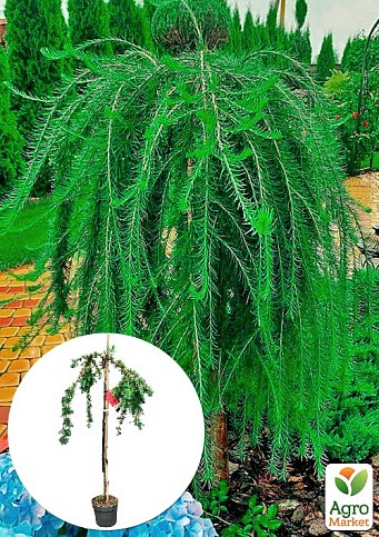 Лиственница Европейская на штамбе 3-х летняя "Larix Pendula" (С2, высота 80-110см)