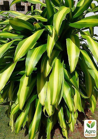 Драцена Массаджена "Dracaena frag. Massangeana" дм 27 см выс. 135 см