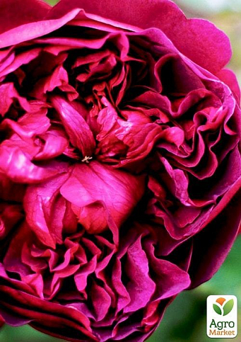 Роза английская "Shakespeare" (саженец класса АА+) высший сорт