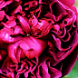 Роза английская "Shakespeare" (саженец класса АА+) высший сорт цена