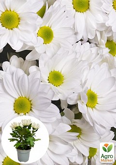 Хризантема "Classic White" (Нідерланди)2
