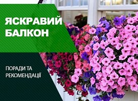 Балконні сорти петунії - корисні статті про садівництво від Agro-Market