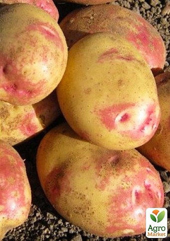 Картофель "Пикассо" семенной позднеспелый (1 репродукция) 1кг