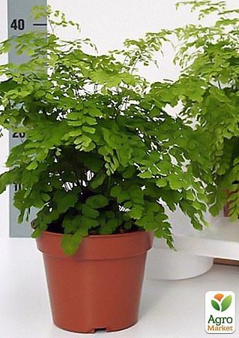 Адиантум Фрагранс "Adiantum Fragrans" дм 17 см выс. 40 см