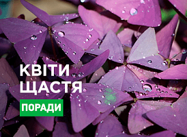Квіти для сімейного щастя - корисні статті про садівництво від Agro-Market