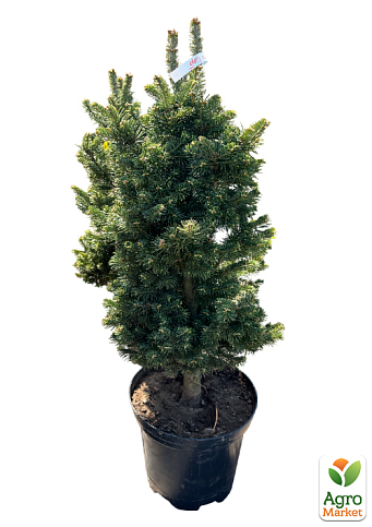 Ялиця субальпійська "Green Globe" (ком/сітка) висота 60-70 см - фото 2