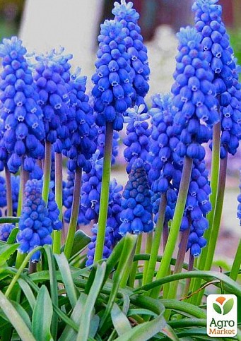 Мускарі "Armeniacum" (розмір 7/8, великий) 5шт в упаковці