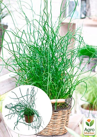 Джункус Спиральный "Juncus effusus Spiralis"