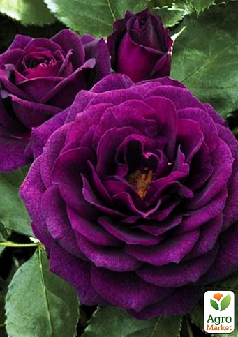 Ексклюзив! Троянда флорибунда "Пурпур" (Purple) (саджанець класу АА+) вищий сорт