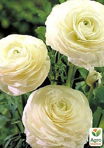Лютики (Ранункулюс) "White 989" (розмір 5/6, великий) 5шт в упаковці