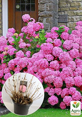 LMTD Гортензия macrophylla "Rosita" 5-и летняя (высота 45-75см)