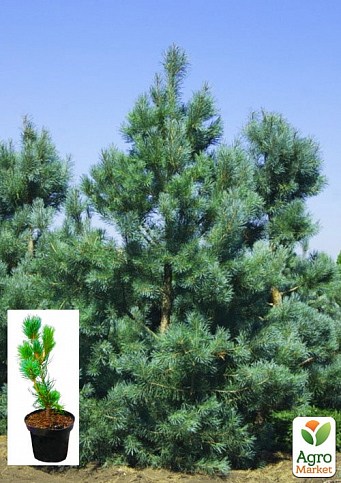 Сосна "Глаука" (Pinus sylvestris "Glauca") C2, высота 30-40см