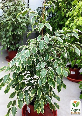 Фикус микс "Ficus benj. mixed" дм 12 см выс. 25 см