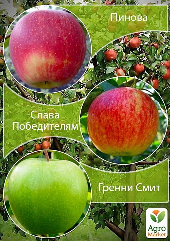 Дерево-сад Яблуня "Гренні Сміт+Пінова+Слава Переможцям"