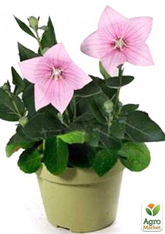 Широкодзвоник (platycodon) "Grandiflorus Shell Pink"
