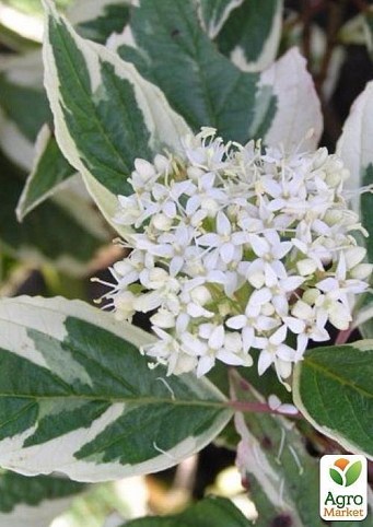 Дерен белый Cornus alba `Sibirica Variegata` контейнер 1л