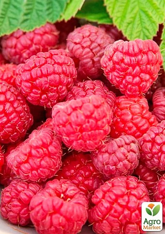 Малина "Мікер" (Rubus idaeus "Meeker") Нідерланди, вазон П12