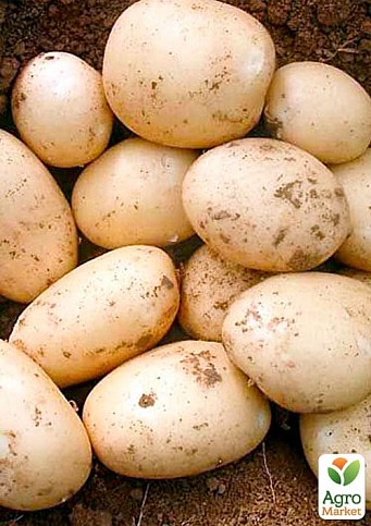 Картопля "Орла" насіннєва рання (1 репродукція) 1кг - фото 2