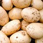Картопля "Орла" насіннєва рання (1 репродукція) 1кг купить
