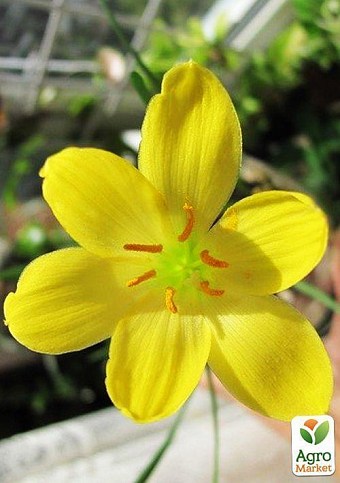 Зефирантес "Citrina"