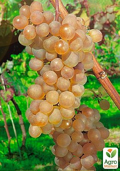 Виноград "Платовский" (очень ранний ,винный)1