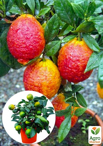LMTD Лайм червоний на штамбі з плодом 3-х річний "Limetta Rossa" (25-45см)