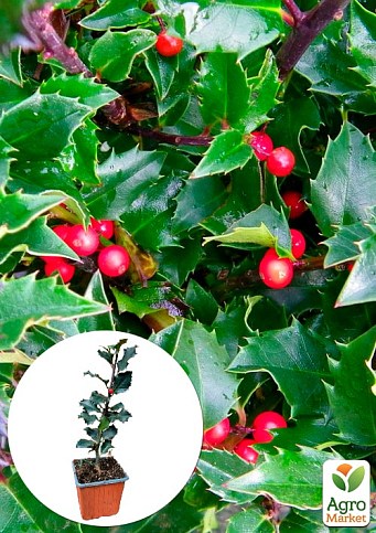 Падуб мезерва "Блю Принцесс" (Ilex x meserveae `Blue Princess`) вазон Р9