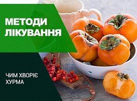 Чим хворіє хурма та як її лікувати - корисні статті про садівництво від Agro-Market
