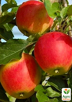 Яблоня "Галмак" (летний, имунный сорт с карамельным ароматом, ранний срок созревания)5