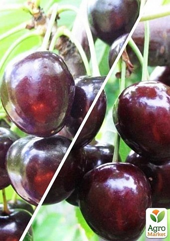 Черешня, комплект з 2-х сортів "Літній захват" (Summer delight) 2шт саджанців