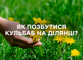 Як прибрати кульбаби на ділянці — способи та поради | Agro-market