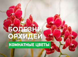 Основні хвороби орхідей - корисні статті про садівництво від Agro-Market