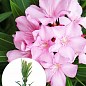 Олеандр душистый "Nerium oleander Pink" (вечнозеленый, ароматный кустарник)