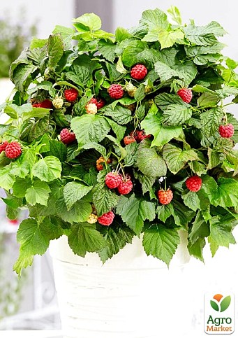 Малина карликовая "Бонбонберри Ямми" (Rubus idaeus BonBonBerry "Yummy") Нидерланды, вазон П12