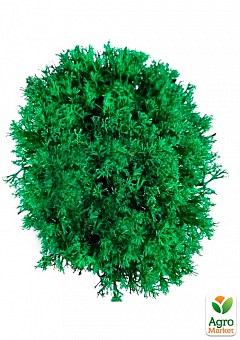 Стабілізований мох Ягель "Лайм" 500 г2