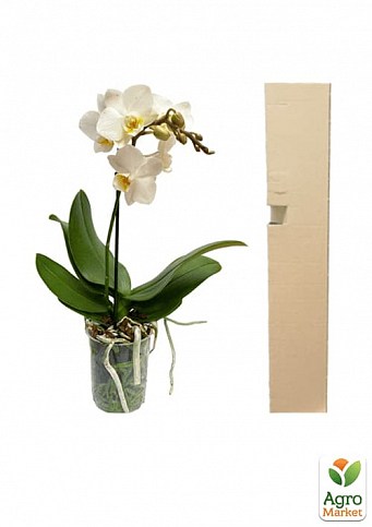 Орхідея Міні (Phalaenopsis) "White" - фото 3
