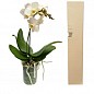 Орхідея Міні (Phalaenopsis) "White" цена