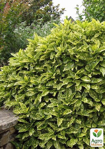 Аукуба японська пестролистная "Весняний настрій" (Aucuba japo. Variegata) дм 17см вис. 35 см