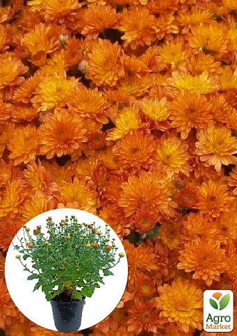 Хризантема Садовая "Fonti Orange" (горшок ф12 высота 20-30см)