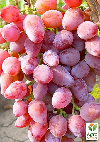 Виноград "Супер Ляля"(хрустящая,сладкая мякоть гармоничного вкуса, ранний)