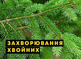 Захворювання хвойних рослин - корисні статті про садівництво від Agro-Market