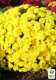 Хризантема мультифлора шарообразная "Alaska Yellow" 1