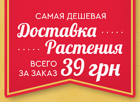 Акция! Доставка растений всего 39 грн. Акция! Доставка растений всего 39 грн.