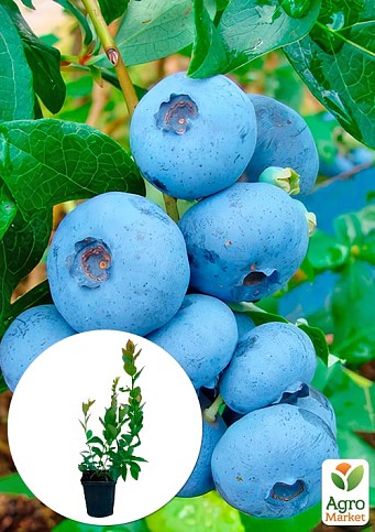 Лохина "Бригітта Блю" (Vaccinium corymbosum "Brigitta Blue") Нідерланди, вазон П9