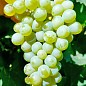 Виноград "Гечеи Заматош" (винный сорт, ранний срок созревания, мускатный аромат)
