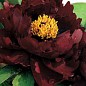 Пион древовидный "Black Panther" 