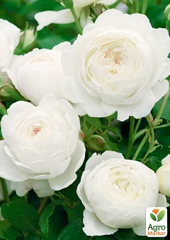 Роза английская "Клер Остин" (саженец класса АА+) высший сорт2