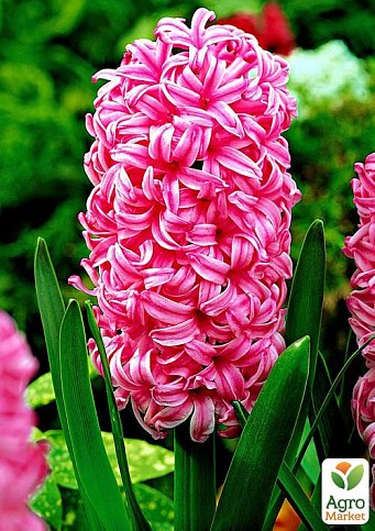 Гіацинт "Pink Pearl" (розмір 15/16, великий) 2шт в упаковці
